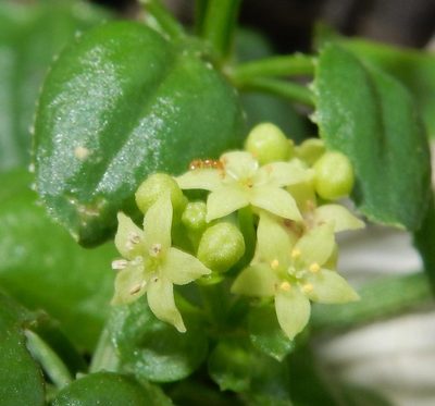 Rubia petiolaris, photographed by Henry de Lange