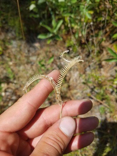 Ctenium floridanum, photographed by Scott Ward