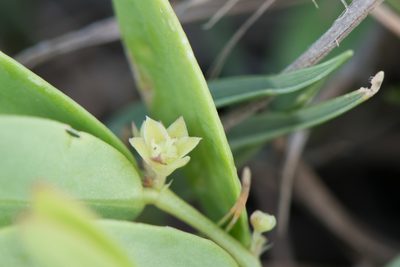 Synostemon bacciformis, photographed by Cheng-Tao Lin