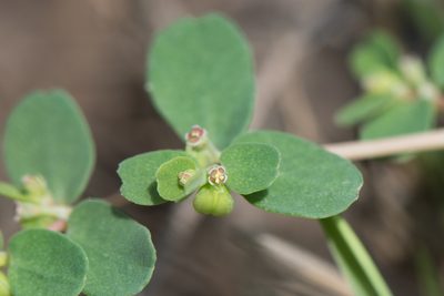 Euphorbia taihsiensis, photographed by Cheng-Tao Lin