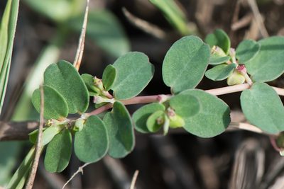 Euphorbia taihsiensis, photographed by Cheng-Tao Lin