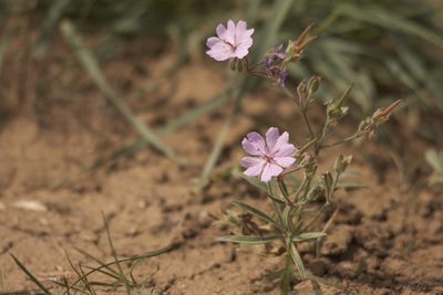 Geranium linearilobum, photographed by Mikhail Nevsky