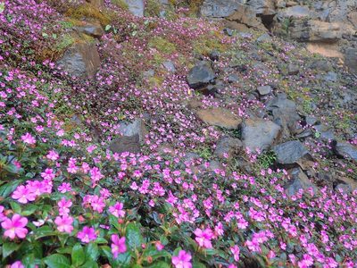 Impatiens attopeuensis, photographed by Nolan Exe
