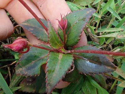 Impatiens attopeuensis, photographed by Nolan Exe