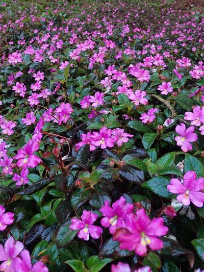 Impatiens attopeuensis, photographed by Nolan Exe