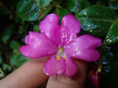 Impatiens attopeuensis, photographed by Nolan Exe