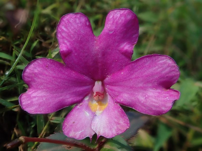 Impatiens attopeuensis, photographed by Nolan Exe
