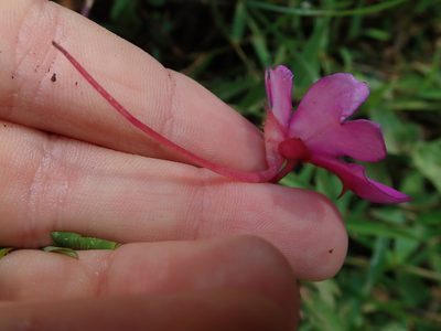 Impatiens attopeuensis, photographed by Nolan Exe