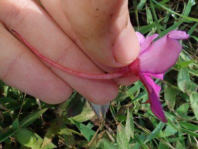 Impatiens attopeuensis, photographed by Nolan Exe