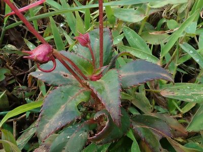 Impatiens attopeuensis, photographed by Nolan Exe