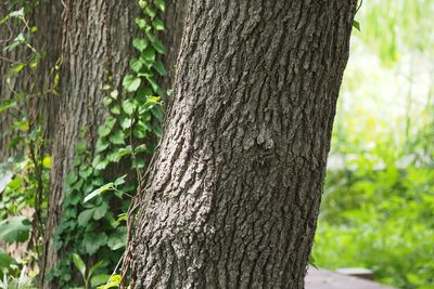 Alnus japonica, photographed by harum.koh