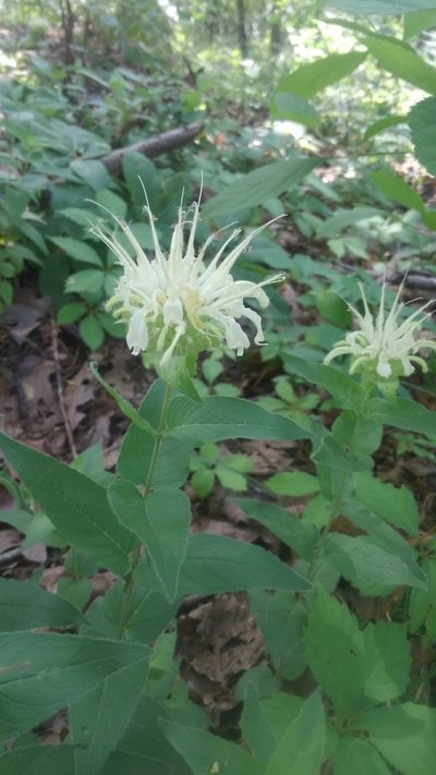 Monarda luteola, photographed by Nick Mirro