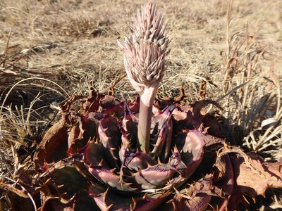Aloe prinslooi, photographed by Hlengiwe Mtshali