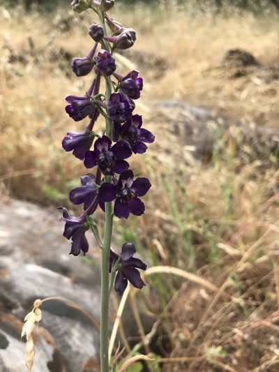 Delphinium hansenii, photographed by Heather