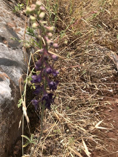 Delphinium hansenii, photographed by Heather