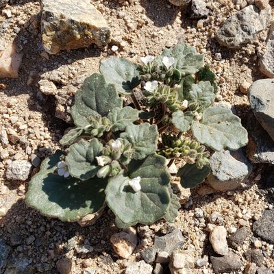 Phacelia neglecta, photographed by Kevin Keegan