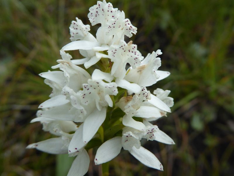 Brownleea galpinii, photographed by Hlengiwe Mtshali