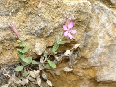 Petrocoptis grandiflora, photographed by franciscodocampo