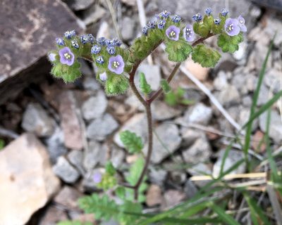 Phacelia coerulea, photographed by Roger Rittmaster