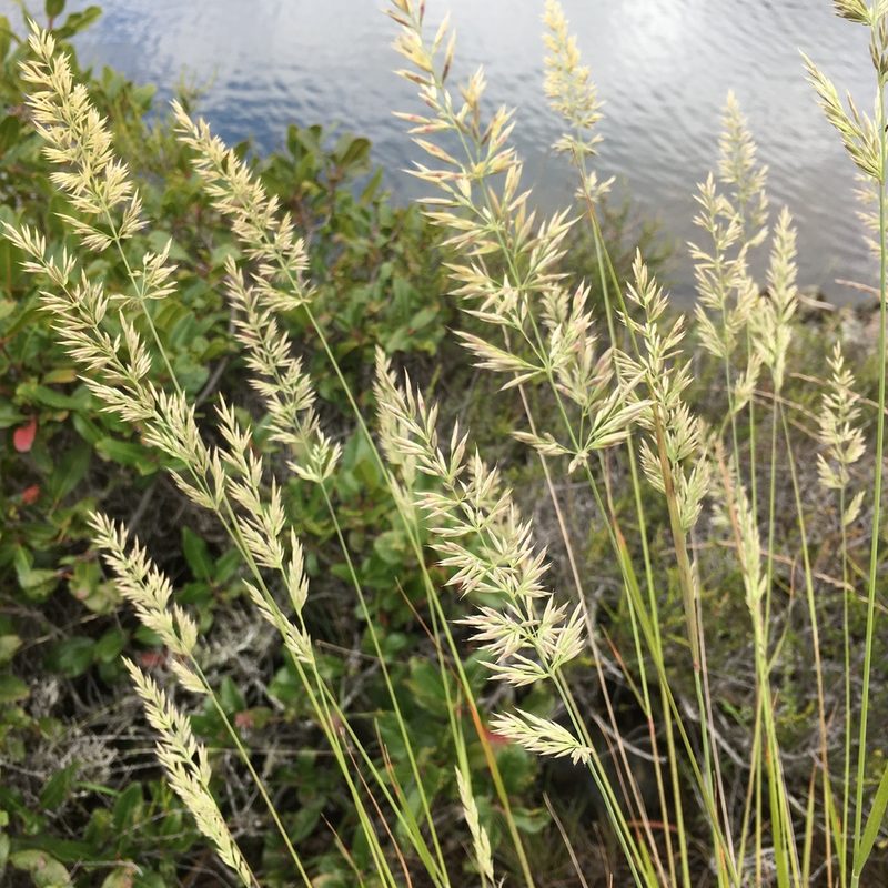 Calamagrostis ophitidis, photographed by mdettling