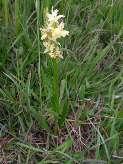 Dactylorhiza insularis, photographed by franciscodocampo