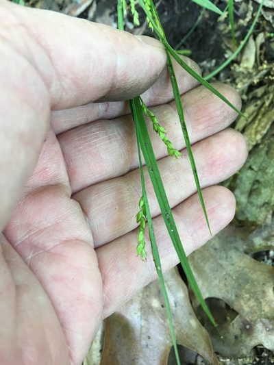 Carex digitalis, photographed by Daniel Atha