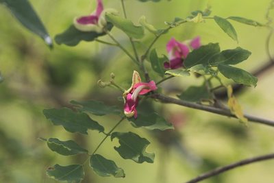 Harpalyce arborescens, photographed by Juan Cruzado Cortés
