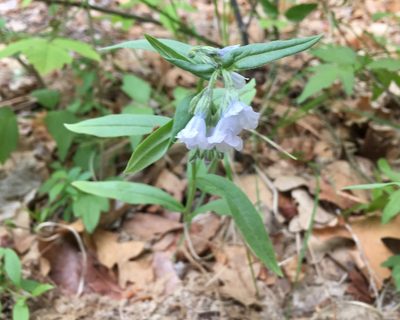 Mertensia fendleri, photographed by Roger Rittmaster