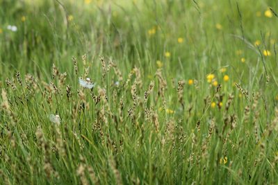 Carex disticha, photographed by duffyr