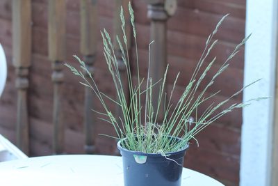 Festuca nigrescens, photographed by duffyr