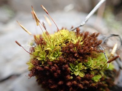 Encalypta ciliata, photographed by Randal