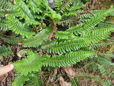 Polystichum californicum, photographed by Randal