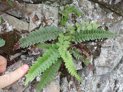 Polystichum californicum, photographed by Randal