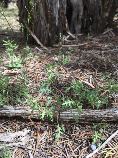 Phacelia ivesiana, photographed by Cecelia Alexander