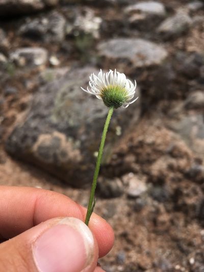 Erigeron engelmannii, photographed by Cecelia Alexander