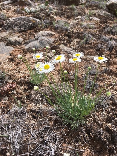 Erigeron engelmannii, photographed by Cecelia Alexander