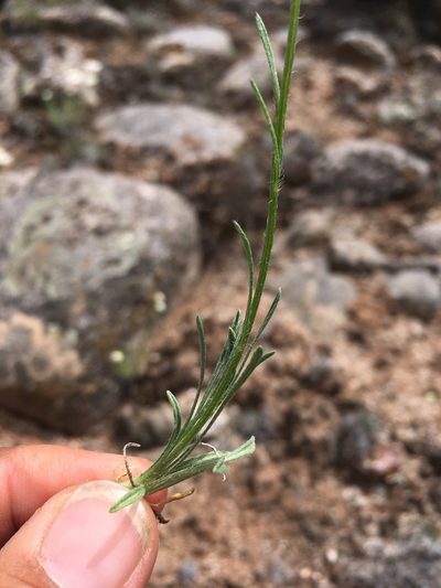 Erigeron engelmannii, photographed by Cecelia Alexander