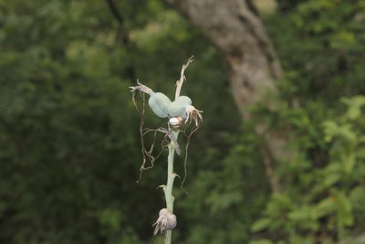 Agave variegata, photographed by Juan Cruzado Cortés