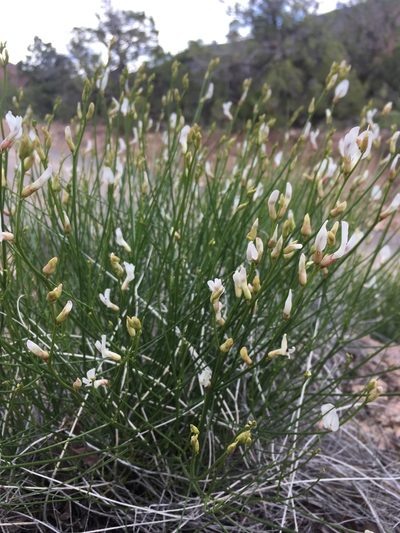 Astragalus linifolius, photographed by Cecelia Alexander
