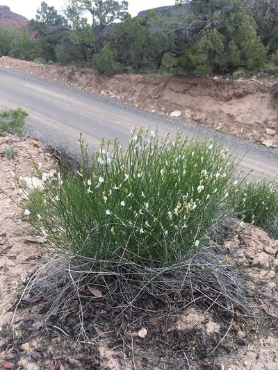 Astragalus linifolius, photographed by Cecelia Alexander
