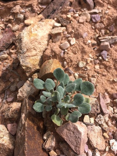 Chamaechaenactis scaposa, photographed by Cecelia Alexander