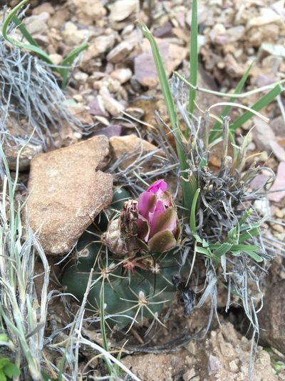 Sclerocactus glaucus, photographed by Cecelia Alexander