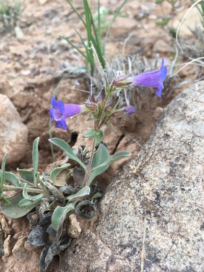 Penstemon moffatii, photographed by Cecelia Alexander