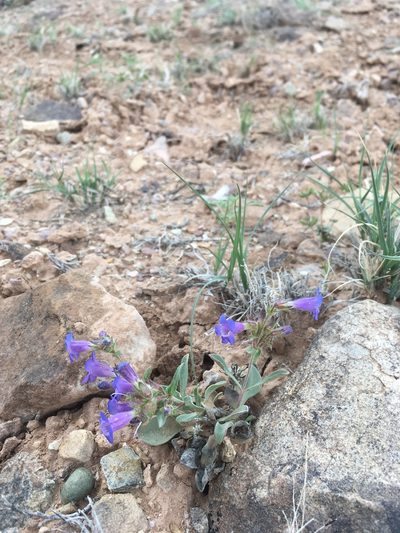 Penstemon moffatii, photographed by Cecelia Alexander