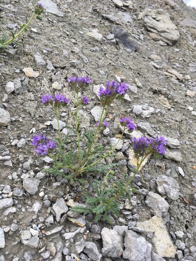 Phacelia corrugata, photographed by Cecelia Alexander