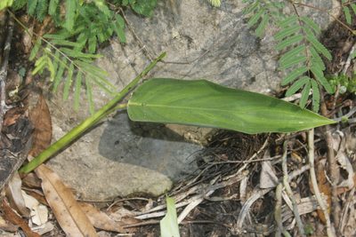 Maranta arundinacea, photographed by Juan Cruzado Cortés