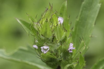 Dracocephalum parviflorum, photographed by Craig Martin