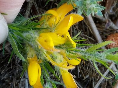 Genista ulicina, photographed by Karim Haddad