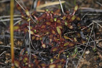 Drosera linearis, photographed by Quinten Wiegersma