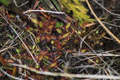 Drosera linearis, photographed by Quinten Wiegersma